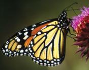 Monarch Butterfly