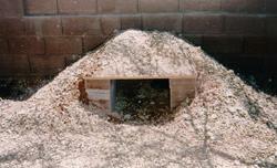 tortoise burrow example